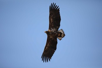 White-tailed Eagle 勇払原野 Sun, 12/27/2020