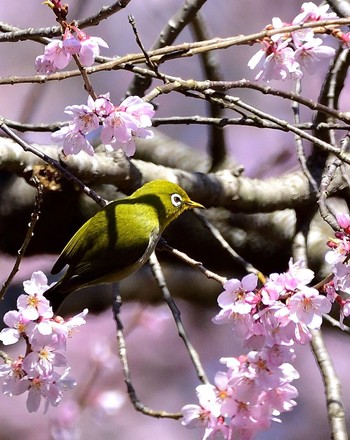 Warbling White-eye Kitamoto Nature Observation Park Fri, 3/25/2016