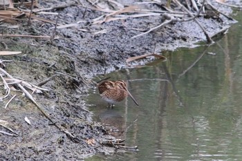 Common Snipe 沖縄県豊見城市 Tue, 11/15/2016