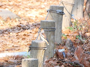 2020年12月27日(日) 水元公園の野鳥観察記録