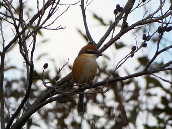 Bull-headed Shrike Mizumoto Park Sun, 12/27/2020