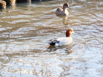 Eurasian Wigeon Mizumoto Park Sun, 12/27/2020