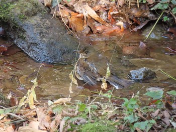 Sun, 12/27/2020 Birding report at Aobanomori Park