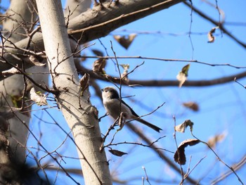 エナガ 青葉の森公園(千葉県) 2020年12月27日(日)