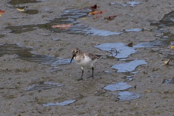 Dunlin 沖縄県豊見城市 Tue, 11/15/2016