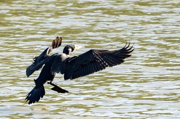 Sun, 12/27/2020 Birding report at 与根の三角池