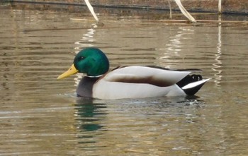 Mallard 印旛沼 Sun, 12/27/2020