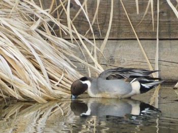 Northern Pintail 印旛沼 Sun, 12/27/2020