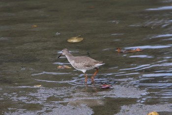 Common Redshank 沖縄県豊見城市 Tue, 11/15/2016