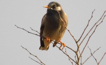 White-cheeked Starling 印旛沼 Sun, 12/27/2020