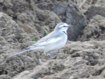 White Wagtail 印旛沼 Sun, 12/27/2020