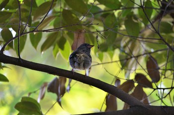 Sun, 12/27/2020 Birding report at 京都府立植物園