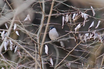 ウソ 早戸川林道 2020年12月17日(木)