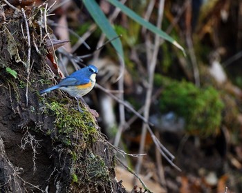 Red-flanked Bluetail Unknown Spots Sun, 11/13/2016