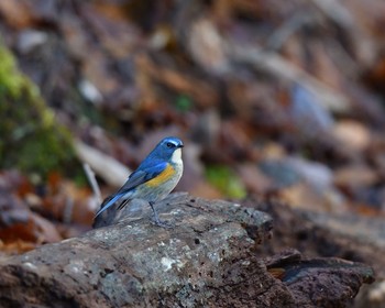 Red-flanked Bluetail Unknown Spots Sun, 11/13/2016