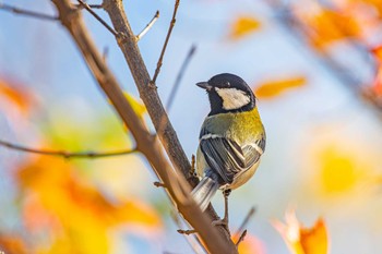 Japanese Tit 石ケ谷公園 Mon, 11/23/2020