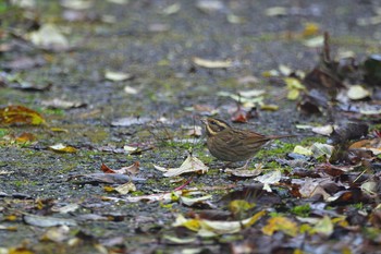 2020年11月21日(土) 兵庫県の野鳥観察記録