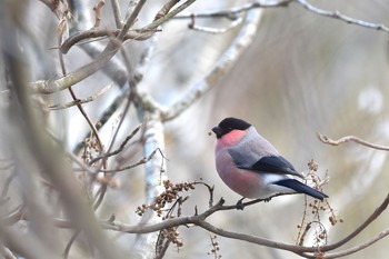 Eurasian Bullfinch(rosacea) Unknown Spots Sun, 12/20/2020