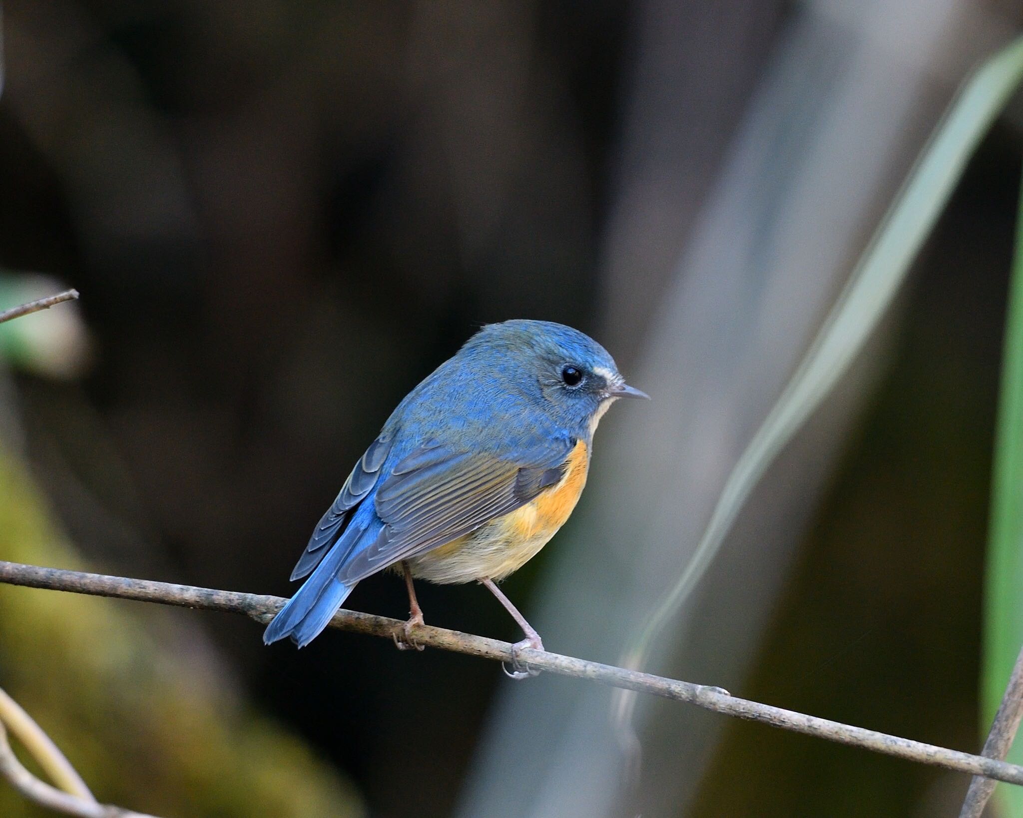 Photo of Red-flanked Bluetail at  by ちびすけ