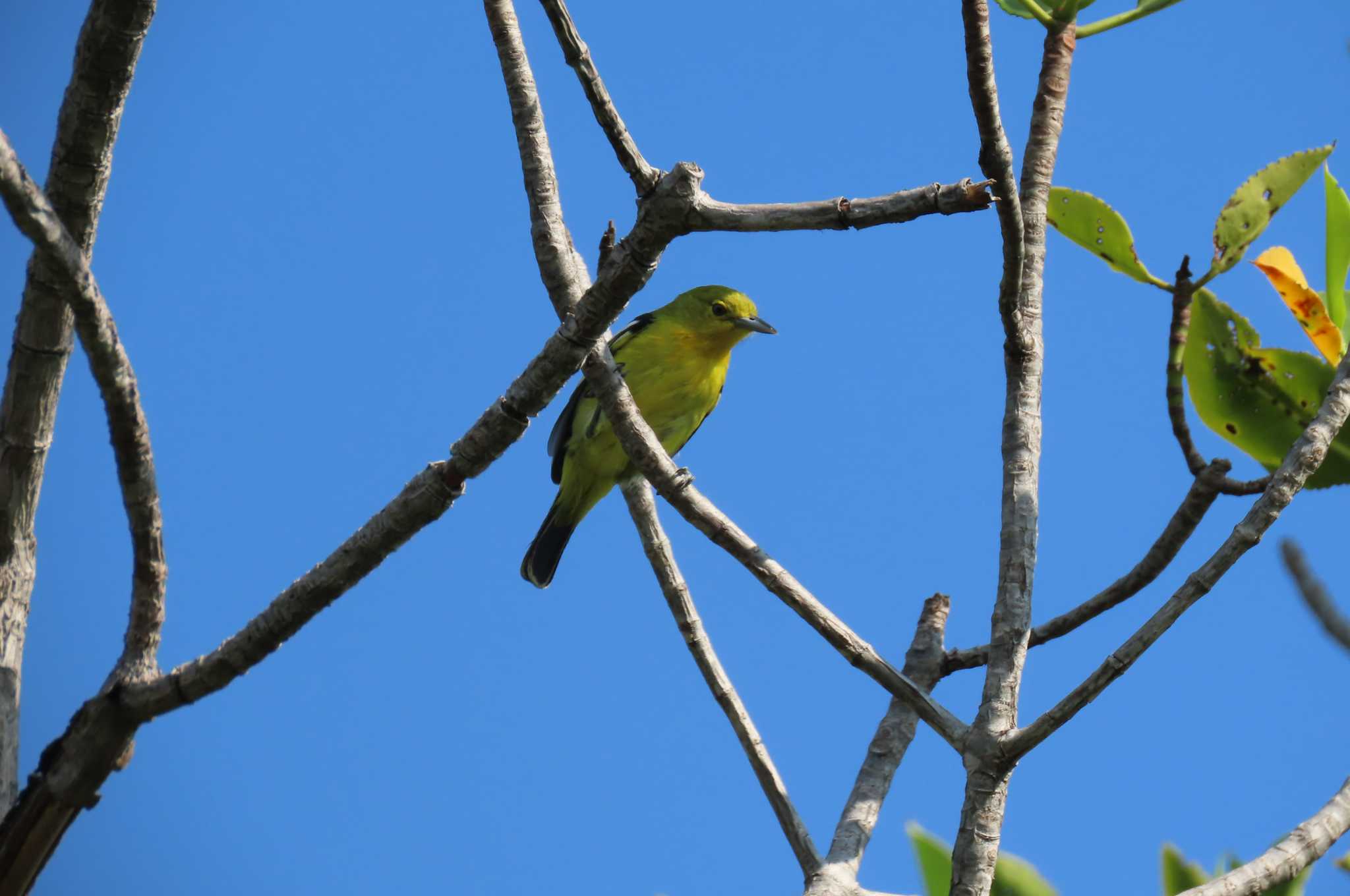 Khao Sam Roi Yot National Park ヒメコノハドリの写真 by span265