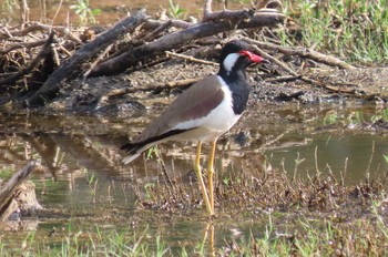 Red-wattled Lapwing Khao Sam Roi Yot National Park Sun, 12/20/2020