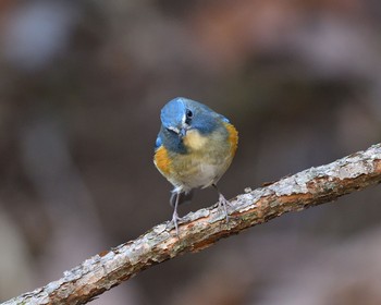 Red-flanked Bluetail Unknown Spots Sun, 11/13/2016