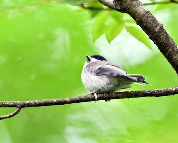 Willow Tit 伊香保森林公園 Sun, 6/12/2016