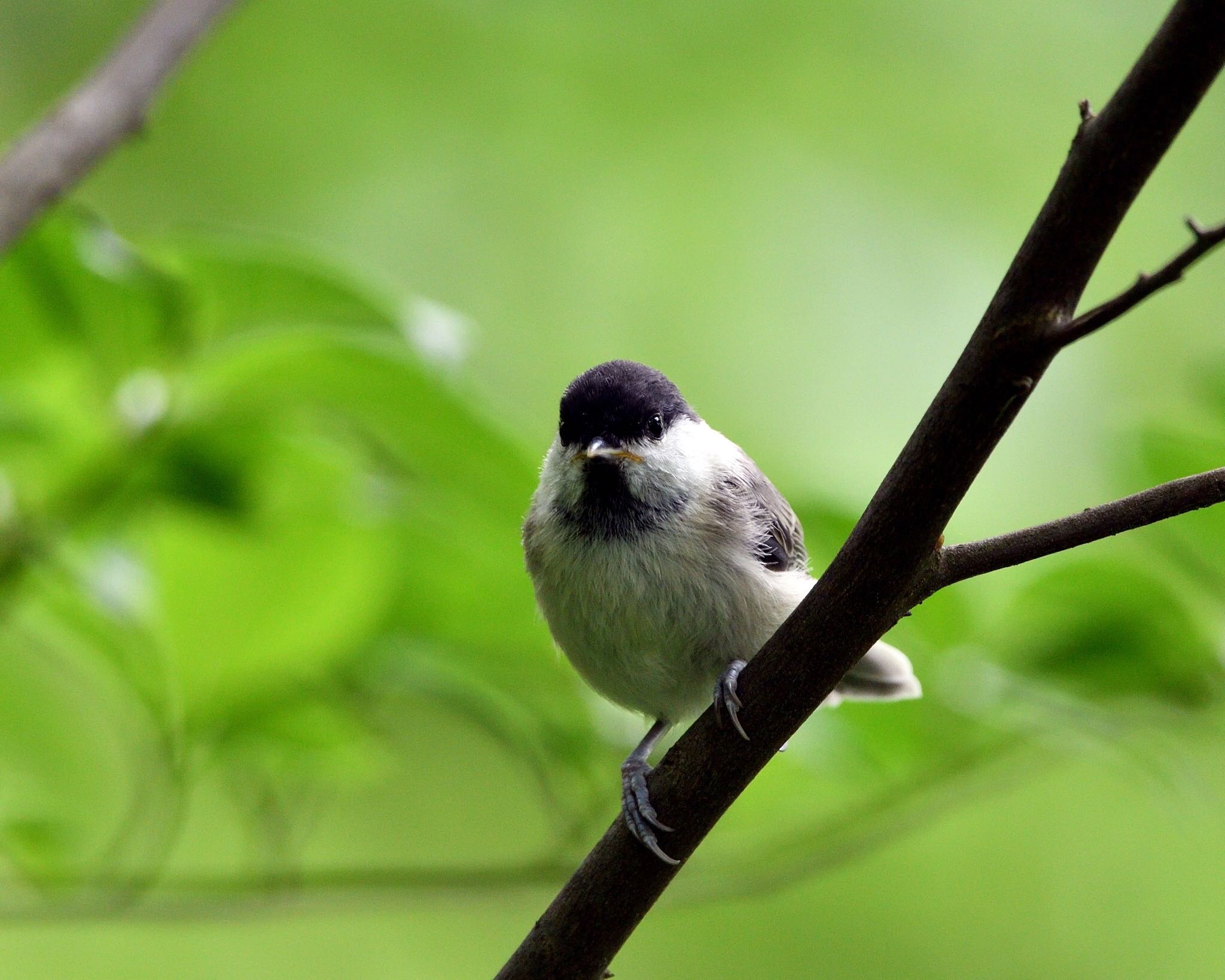 Photo of Willow Tit at 伊香保森林公園 by ちびすけ