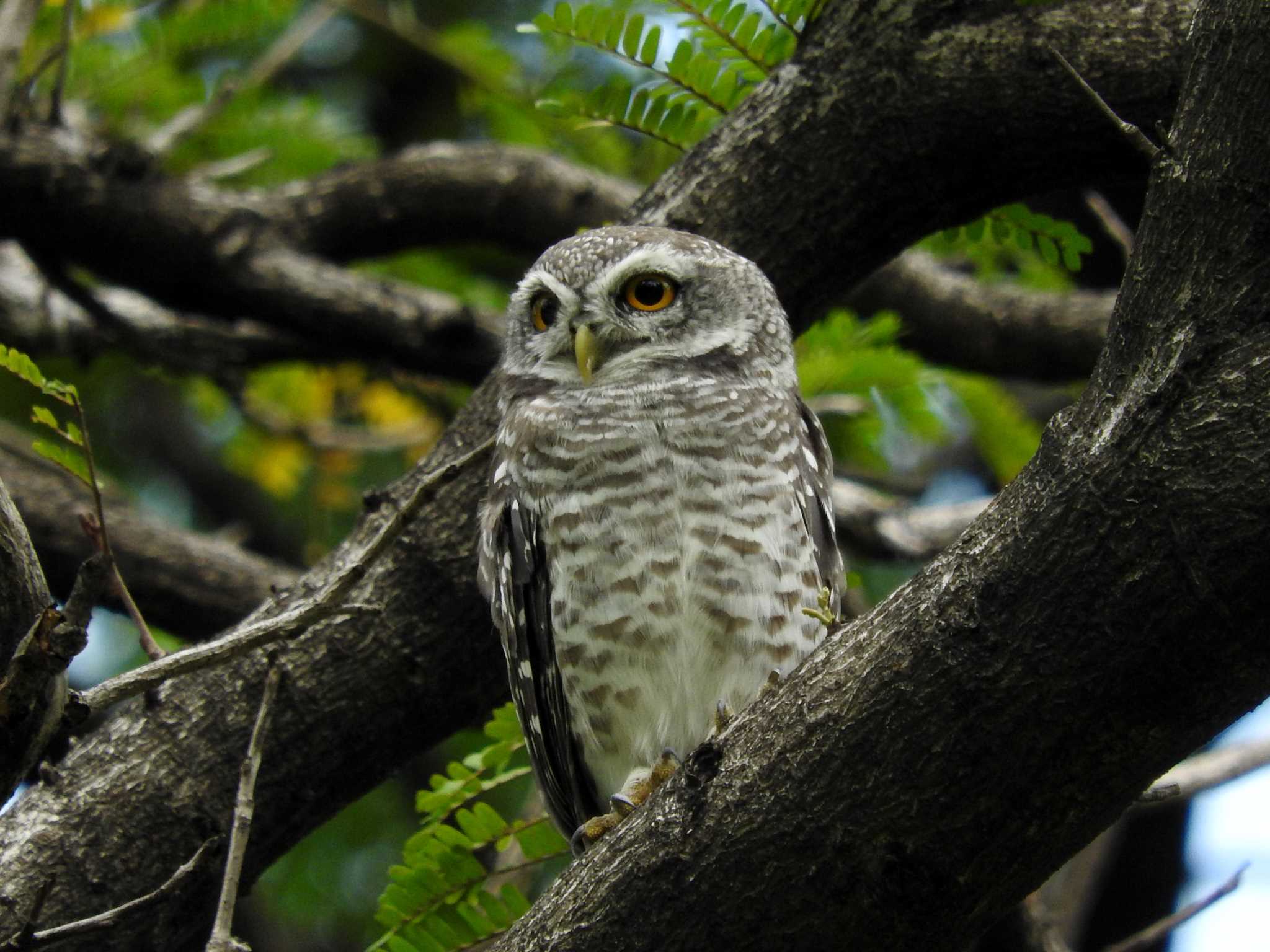 Photo of Spotted Owlet at Chatuchak Park by とみやん