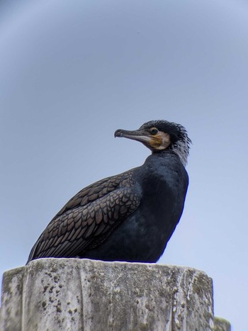 Great Cormorant Shakujii Park Mon, 12/28/2020