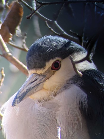 Black-crowned Night Heron Shakujii Park Mon, 12/28/2020