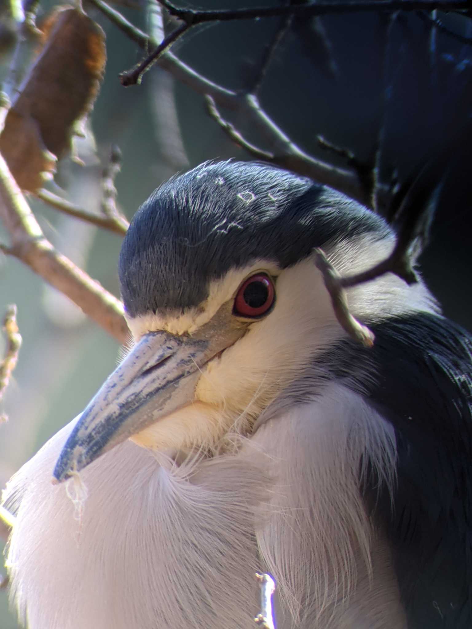 Photo of Black-crowned Night Heron at Shakujii Park by Sweet Potato