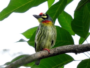 Coppersmith Barbet Chatuchak Park Fri, 11/4/2016