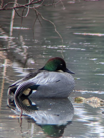 Falcated Duck Shakujii Park Mon, 12/28/2020