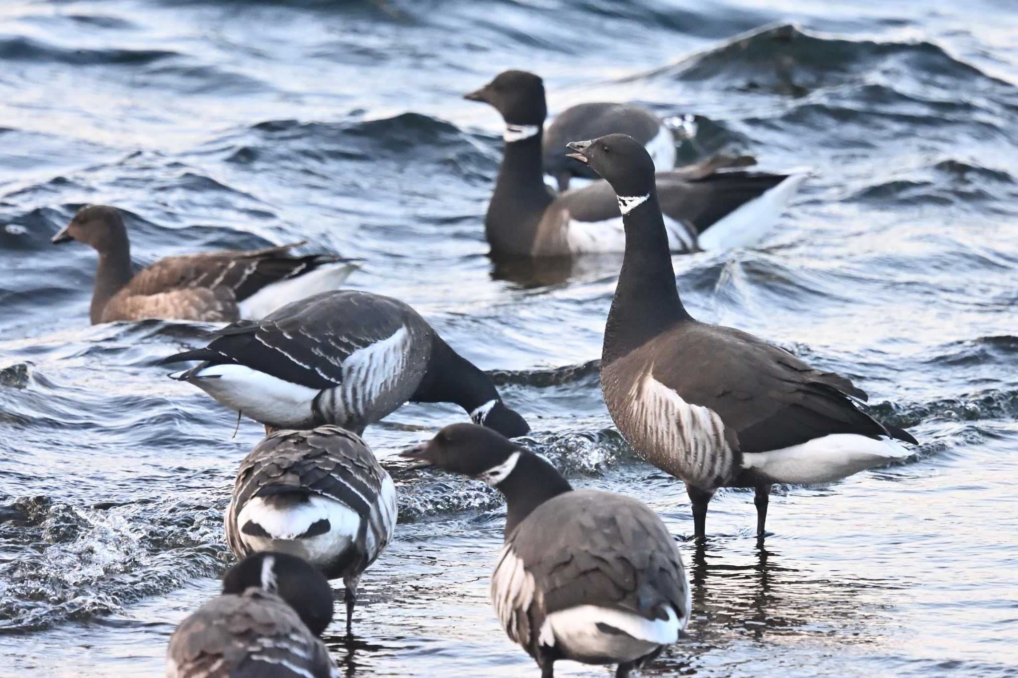 Brant Goose