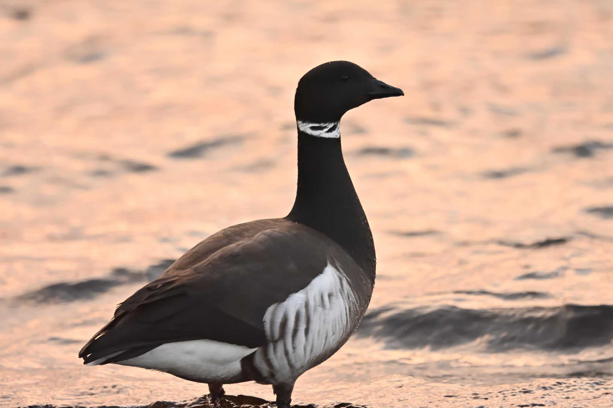 Brant Goose