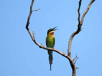 Blue-tailed Bee-eater Chatuchak Park Fri, 11/4/2016