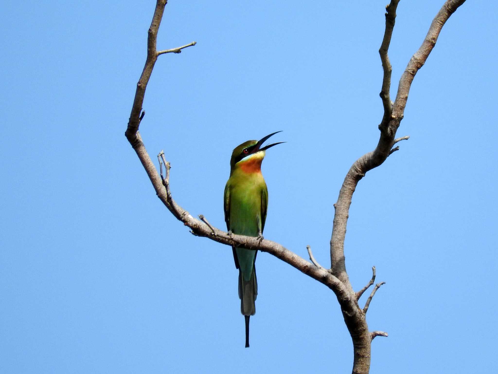 Photo of Blue-tailed Bee-eater at Chatuchak Park by とみやん