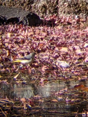 Grey Wagtail Hikarigaoka Park Sun, 12/20/2020