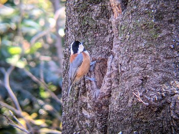 Varied Tit Shakujii Park Fri, 12/25/2020