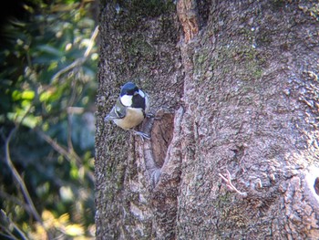 Japanese Tit Shakujii Park Fri, 12/25/2020