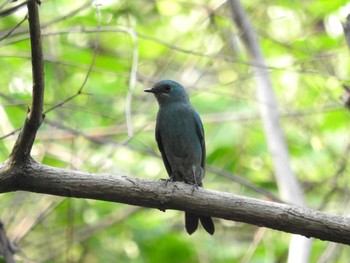 Pale Blue Flycatcher Chatuchak Park Fri, 11/4/2016