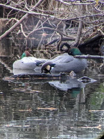 Falcated Duck Shakujii Park Mon, 12/28/2020