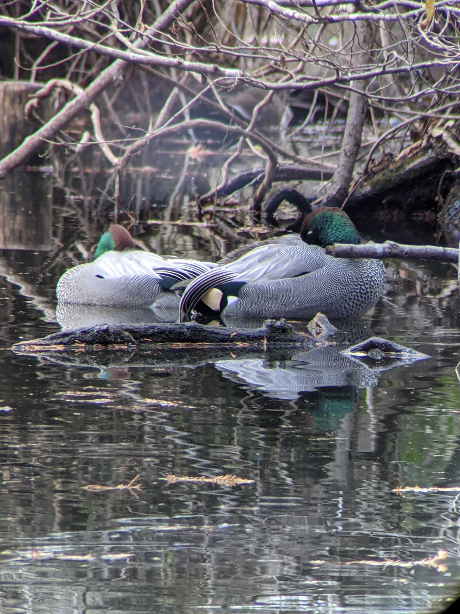 Photo of Falcated Duck at Shakujii Park by Sweet Potato