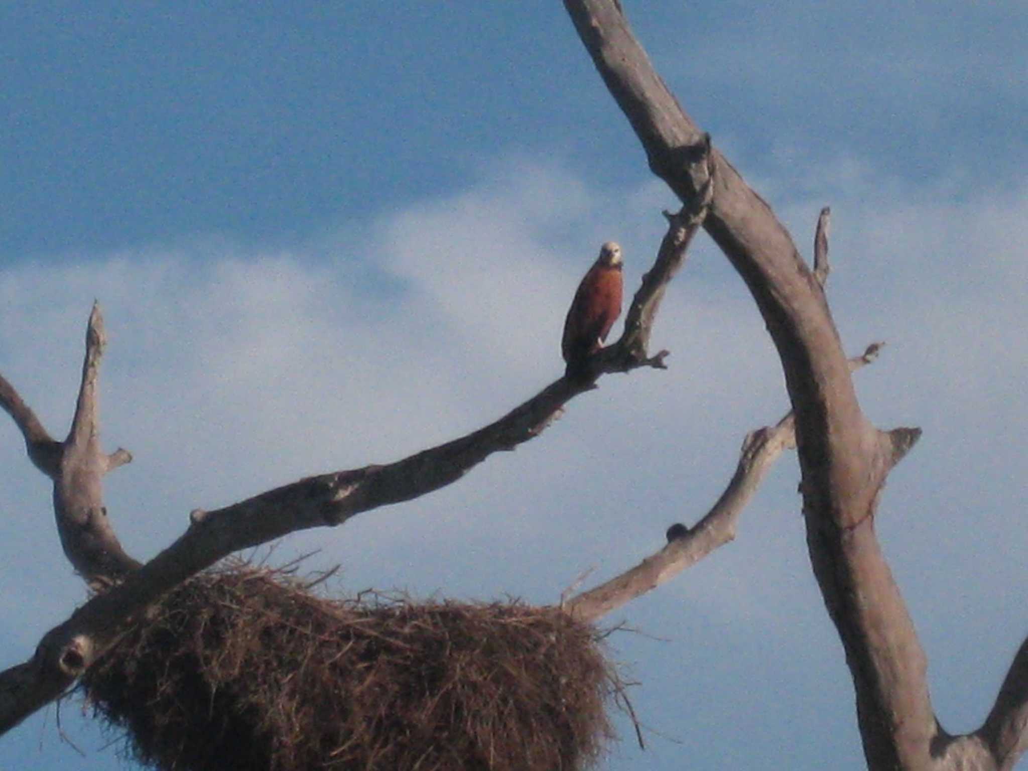 Photo of Black-collared Hawk at Pantanal by Sweet Potato