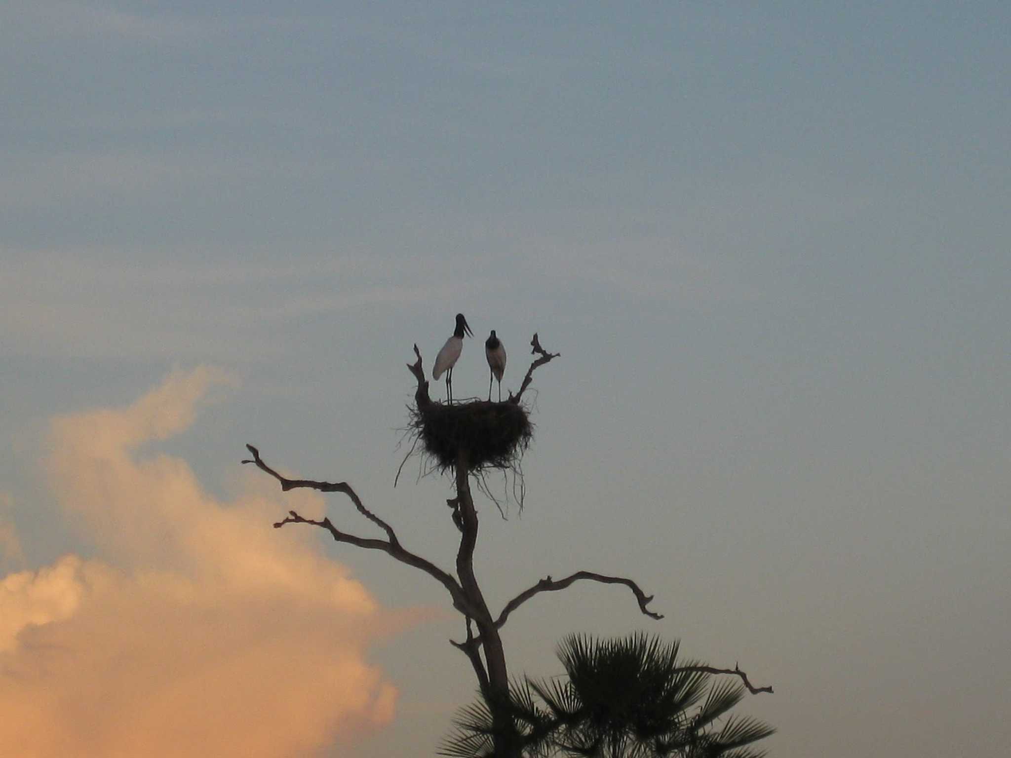 Photo of Jabiru at Pantanal by Sweet Potato