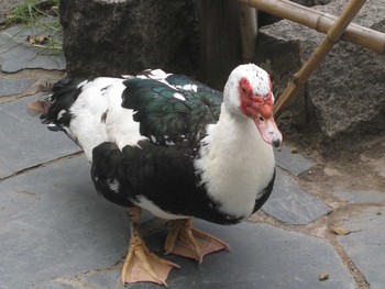 Muscovy Duck Jardín Japonés, Buenos Aires Mon, 3/16/2009