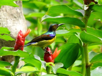 Brown-throated Sunbird Chatuchak Park Fri, 11/4/2016