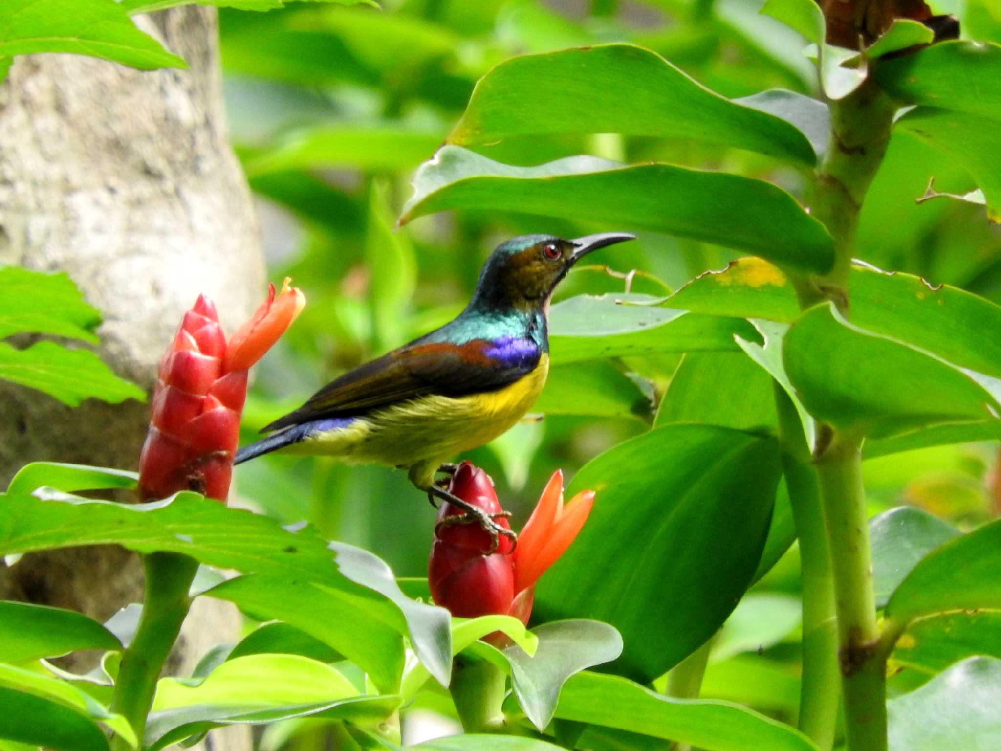 Photo of Brown-throated Sunbird at Chatuchak Park by とみやん