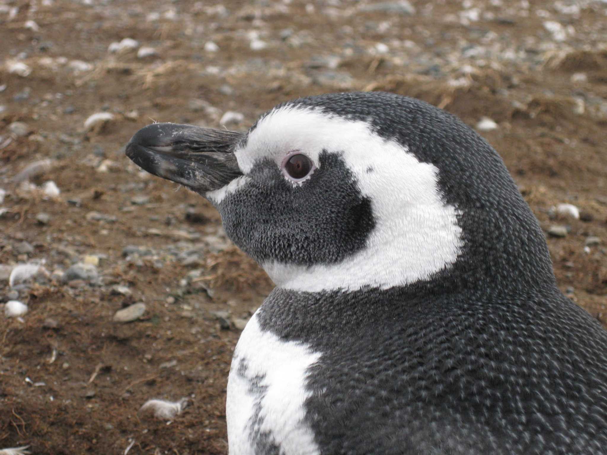 Photo of Magellanic Penguin at Los Pingüinos Natural Monument by Sweet Potato